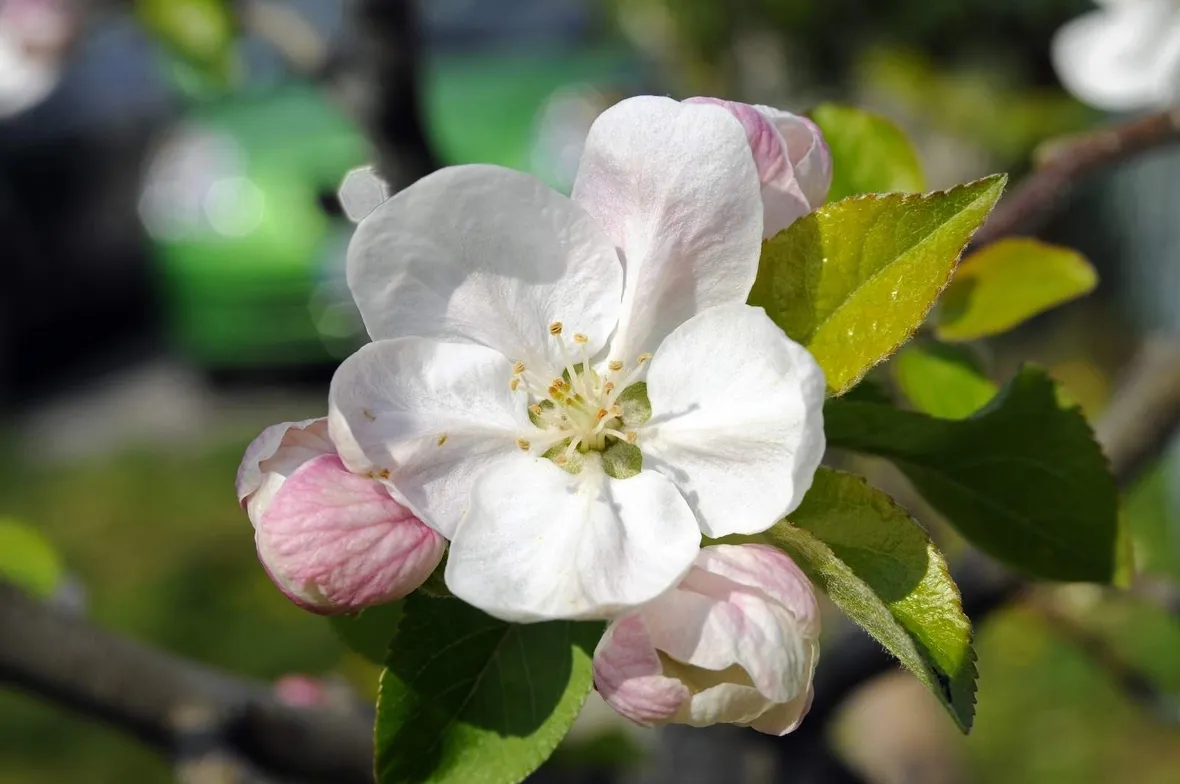 Fiore di melo