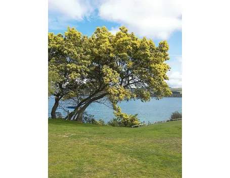 mimosa su lago