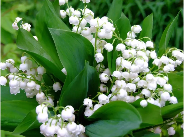 Fiori di mughetto