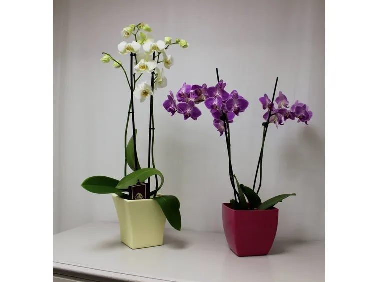 orchidee in vaso