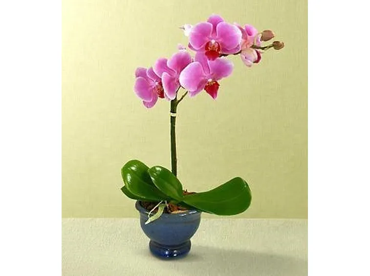 orchidea rosa