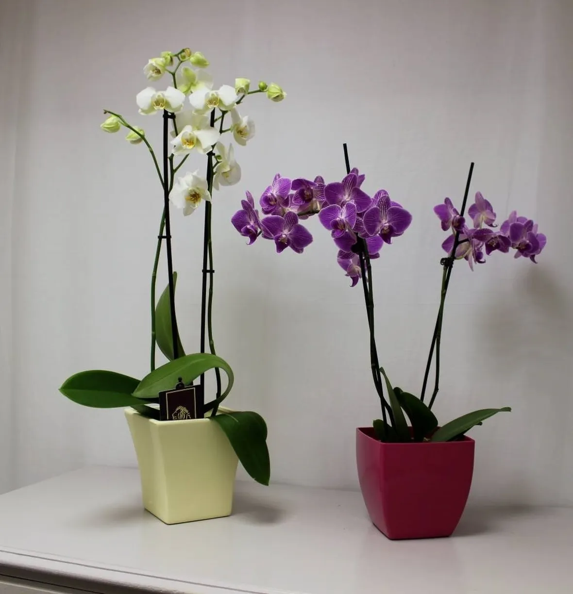 orchidee in vaso