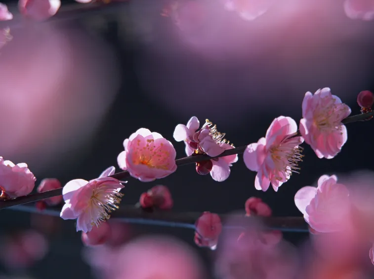 fiori di pesco