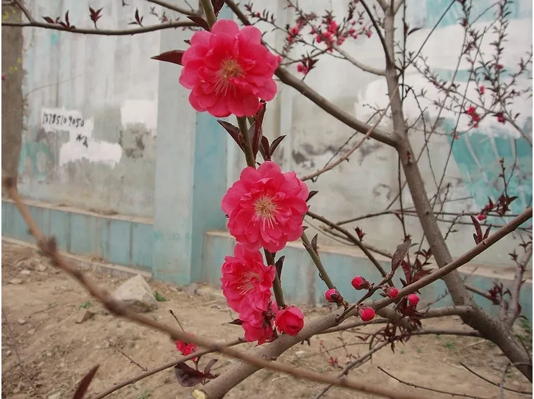 fiori pesco