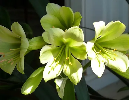 Fiori clivia