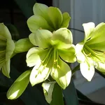 Fiori clivia