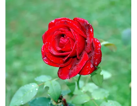 Rosa rossa