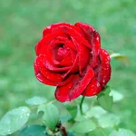 Rosa rossa