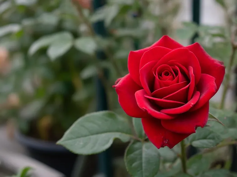 fiorirosa1