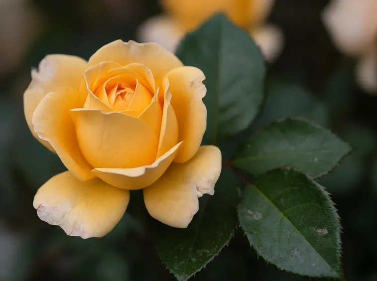 fiorirosa2