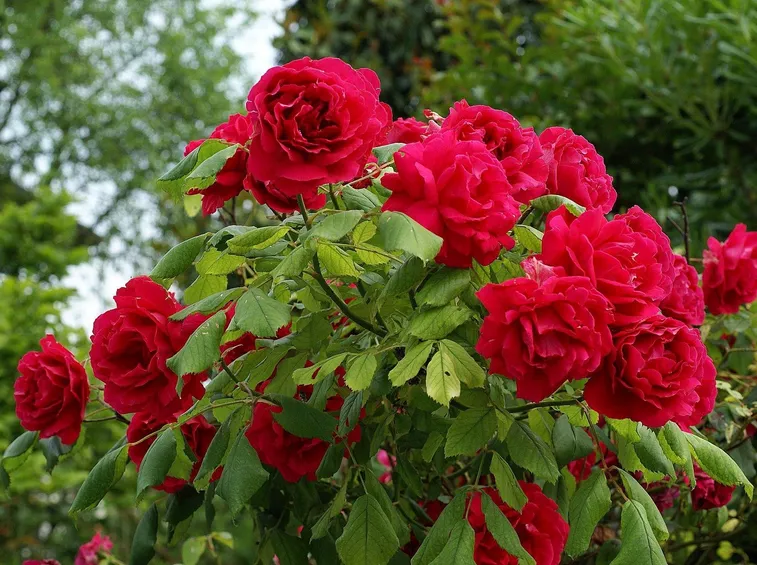 Un esemplare di rosa rossa a cespuglio