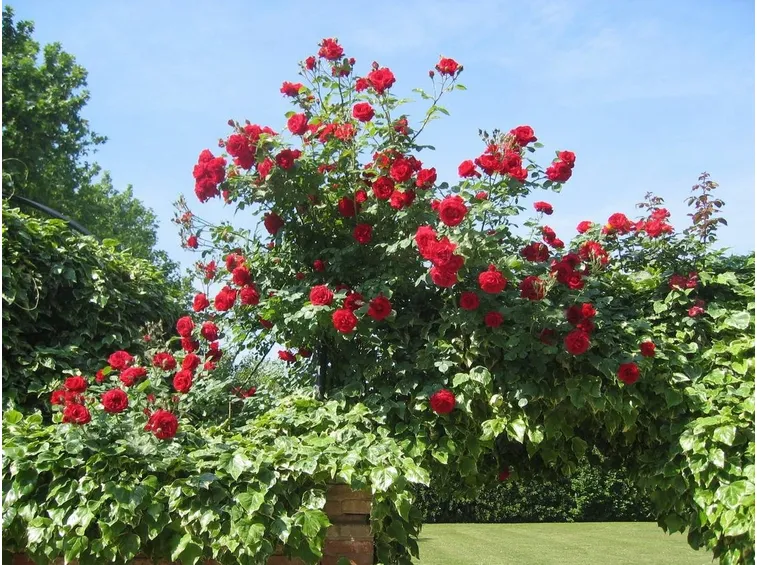 Una pianta di rose rosse