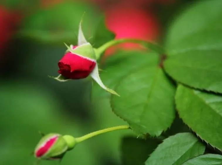 Boccioli di rose rosse