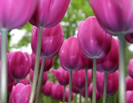 tulipani rosa