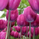 tulipani rosa