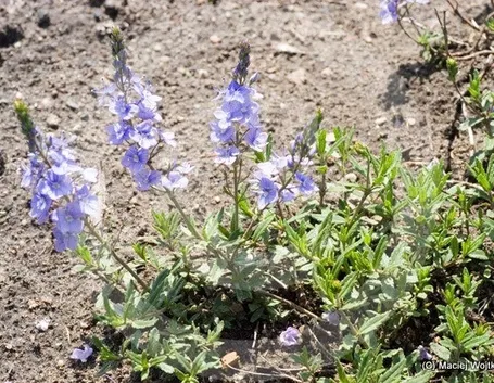 fiori di veronica