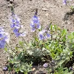fiori di veronica