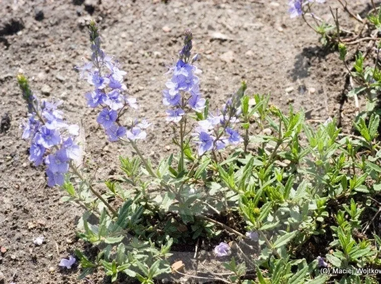 fiori di veronica