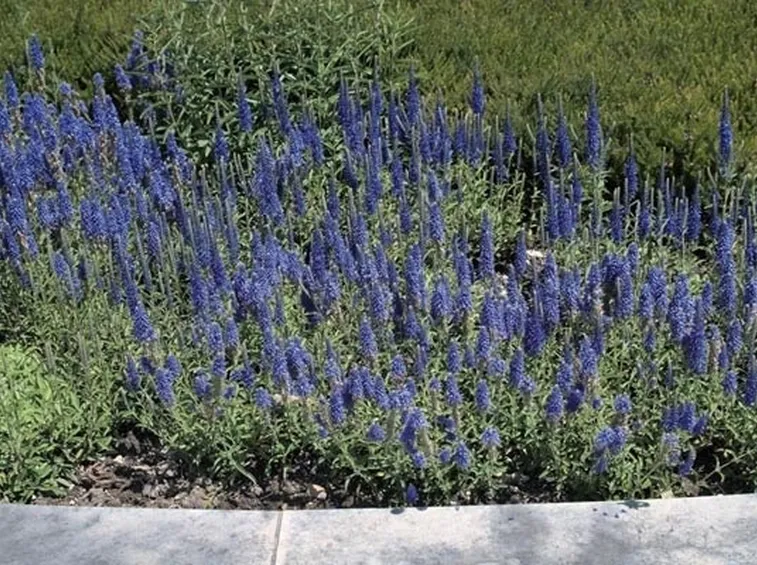 veronica spigata