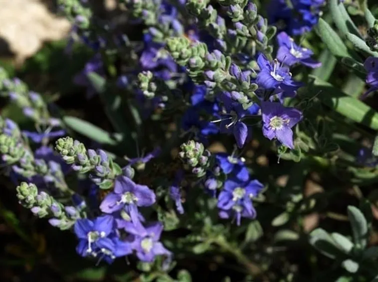 fiori di veronica di giugno