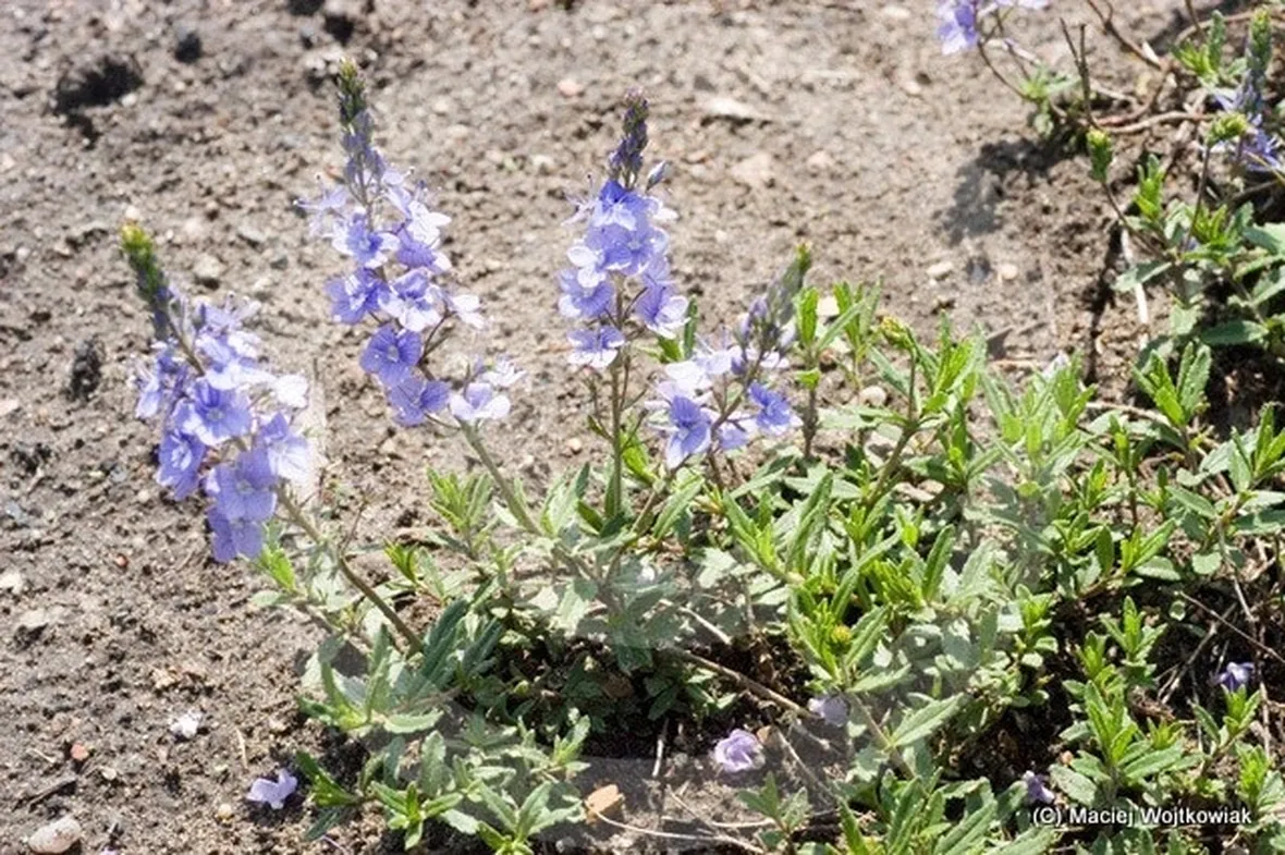 fiori di veronica