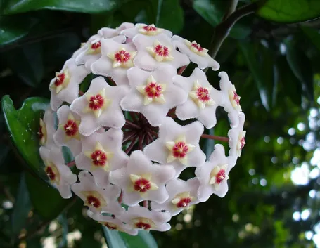 Fiori di cera