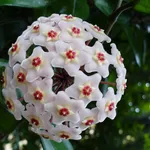 Fiori di cera