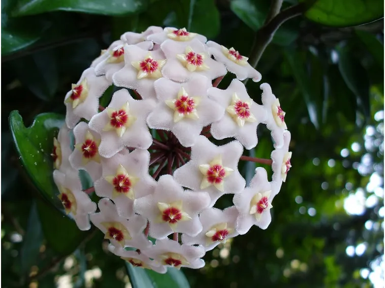 Fiori di cera