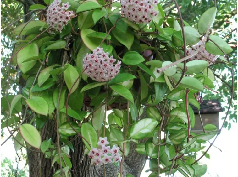 Hoya carnosa