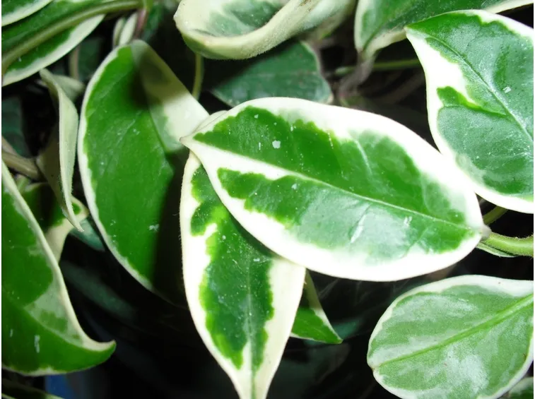 Hoya pianta