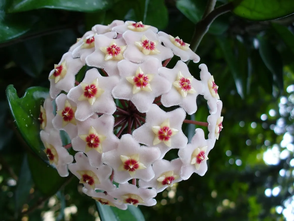 Fiori di cera