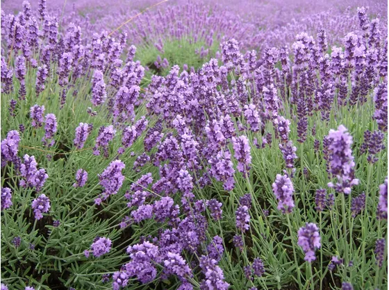 Un distesa di lavanda fiorita in Provenza
