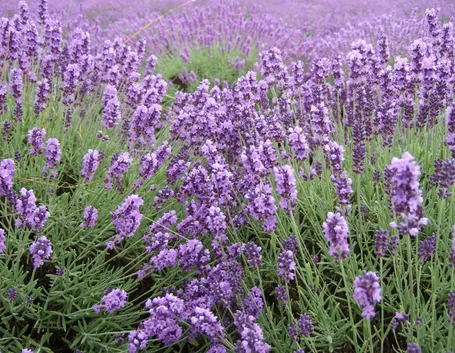 Un distesa di lavanda fiorita in Provenza