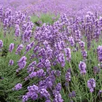 Un distesa di lavanda fiorita in Provenza