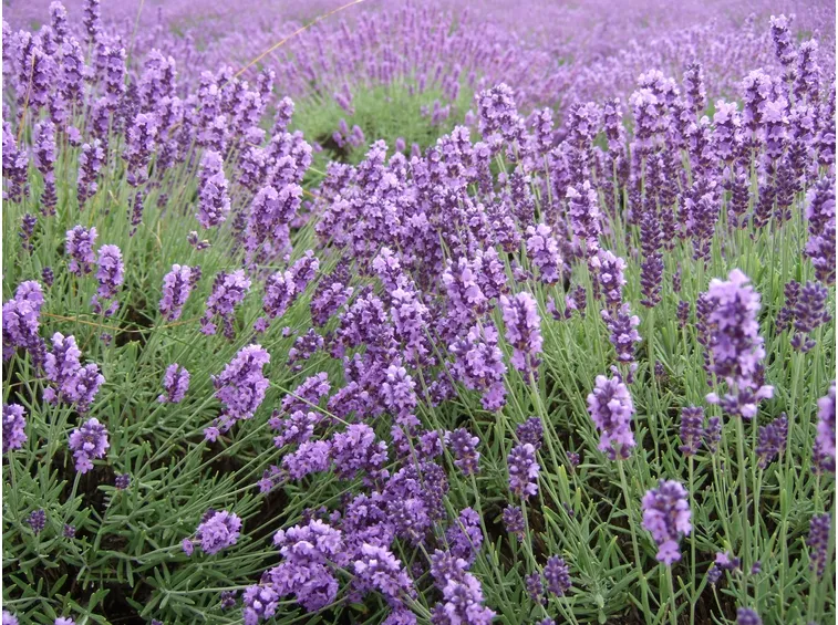Un distesa di lavanda fiorita in Provenza