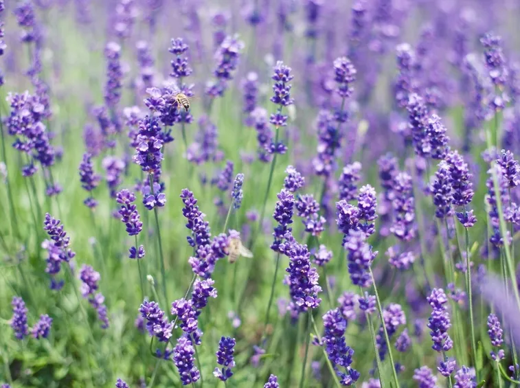 Fiori di lavanda