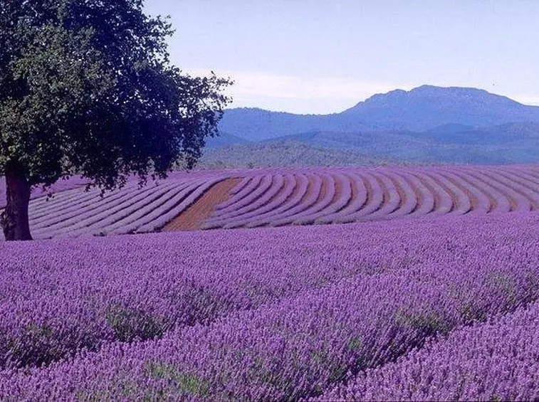 Coltivazione di lavanda