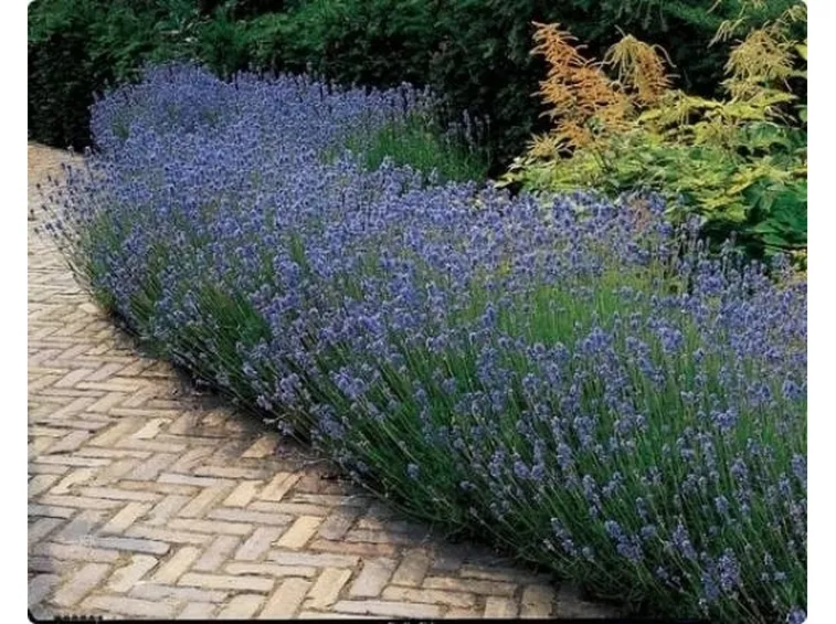 Un cespuglio di lavanda