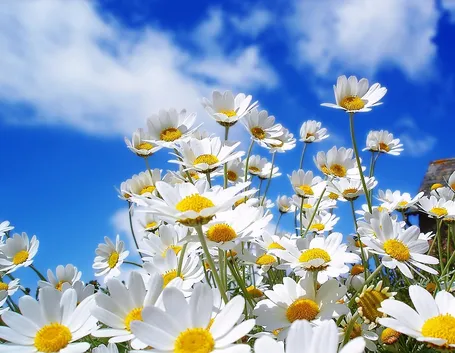 Margherite al sole