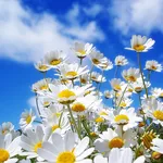 Margherite al sole