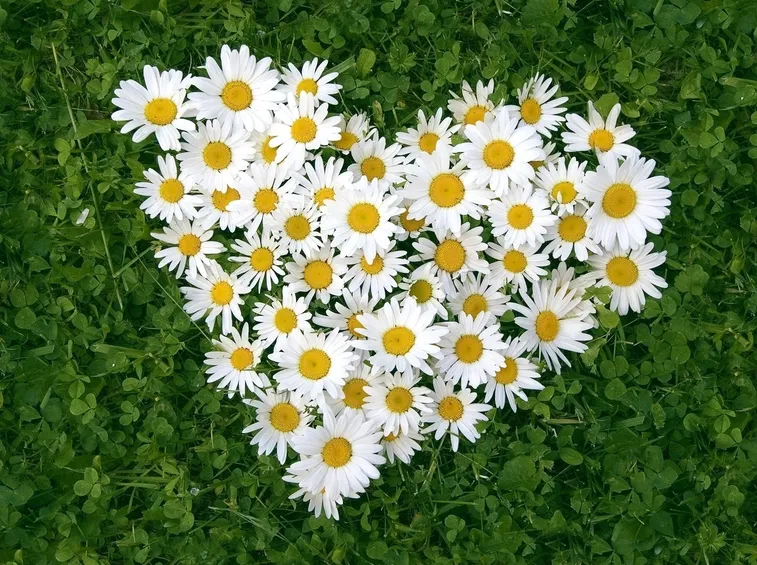 Cuore di margherite
