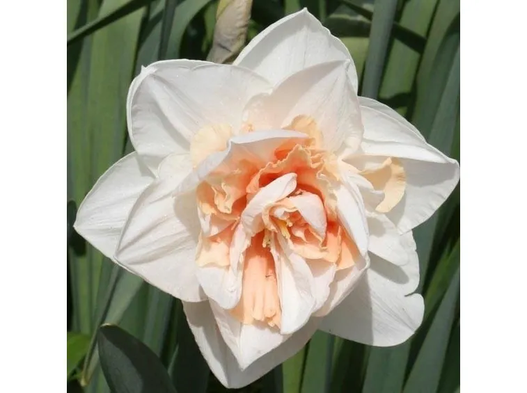 Esemplare di Narciso doppio