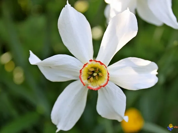 Fiore di Narciso
