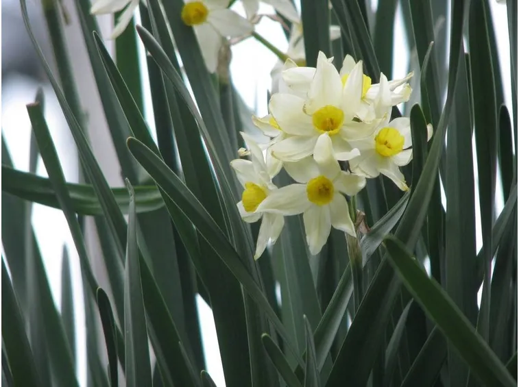 Piante di Narcisi