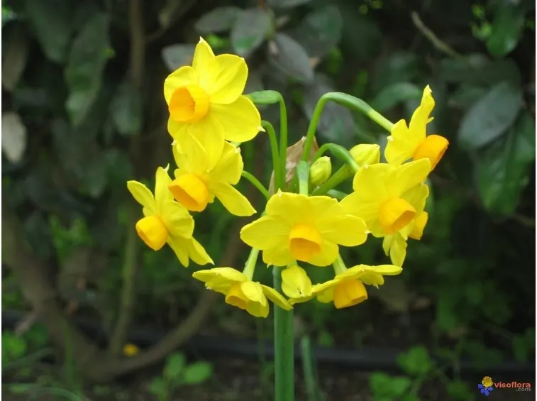 Fiori di Narcisi gialli