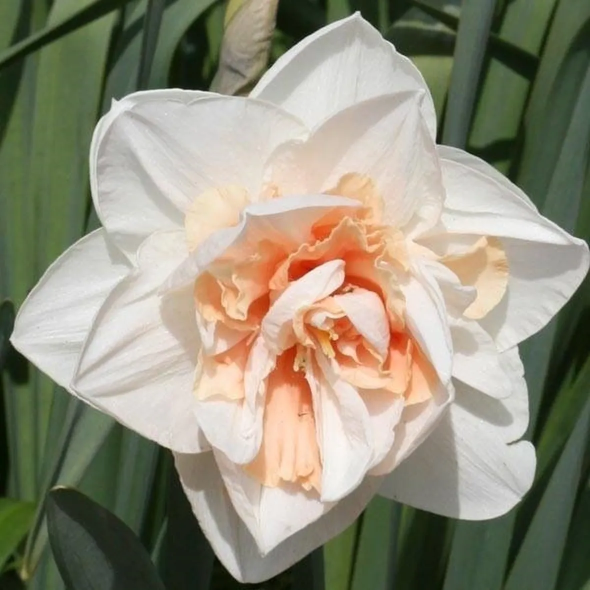 Esemplare di Narciso doppio