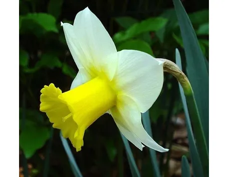 Narciso