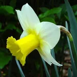 Narciso