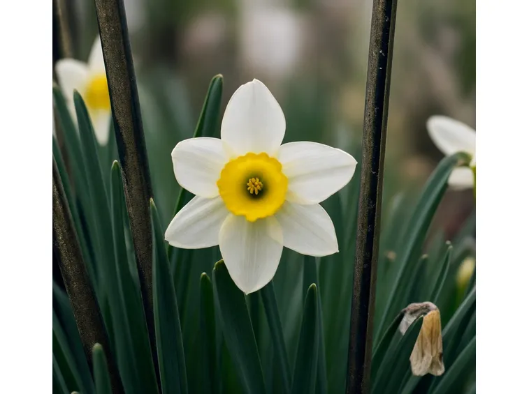 Narciso