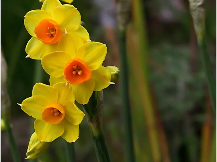 Narciso